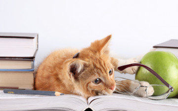 Картинка животные коты кот очки кошка яблоко рыжий карандаш книги лежит