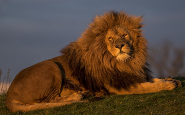 Картинка животные львы царь зверей лев красавец