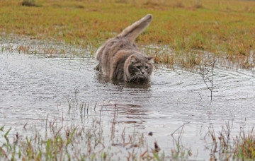Картинка животные коты кошка трава шерсть вода