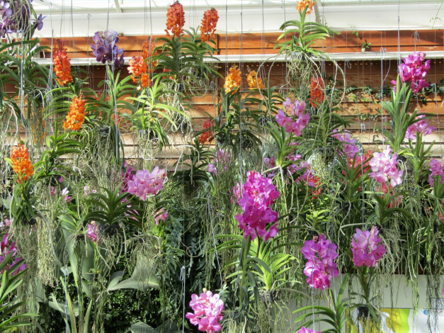 Обои картинки фото цветы, орхидеи, разноцветные