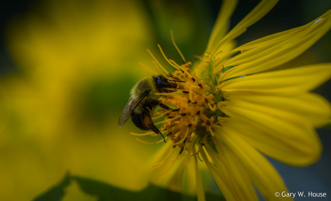 Обои картинки фото животные, пчелы,  осы,  шмели, цветок, пчела