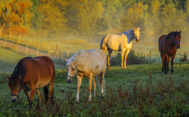 Обои картинки фото животные, лошади, трава, деревья, четыре