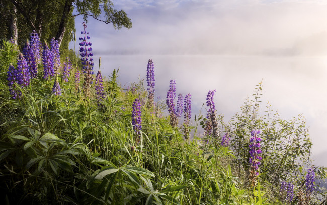 Обои картинки фото цветы, люпин, туман, озеро, пейзаж, природа
