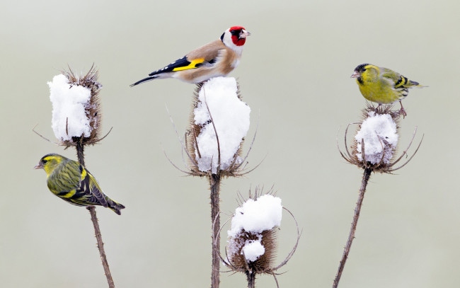 Обои картинки фото животные, птицы, чиж, зима, чертополох, снег, щегол