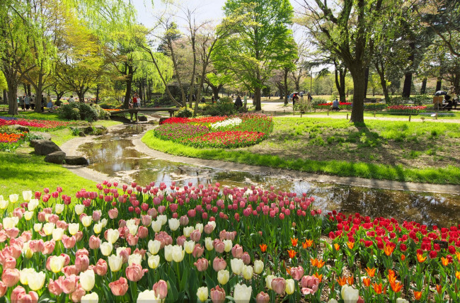 Обои картинки фото токио, природа, парк, водоем, камни, тюльпаны, трава, деревья