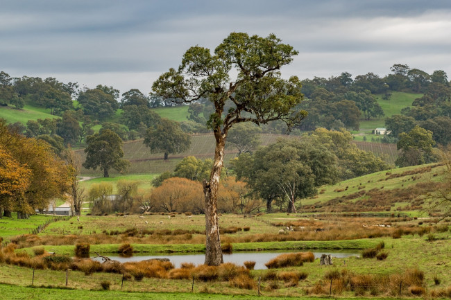Обои картинки фото австралия, природа, деревья, трава, водоем, поля