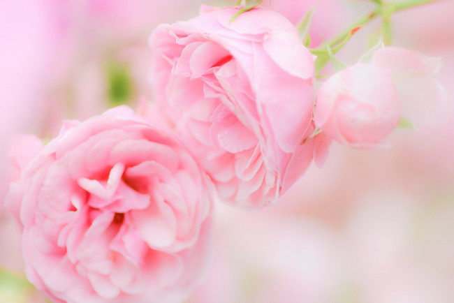 Обои картинки фото цветы, розы, роза, бутон, лепестки, листья, цветение, rose, bud, petals, leaves, blossoms