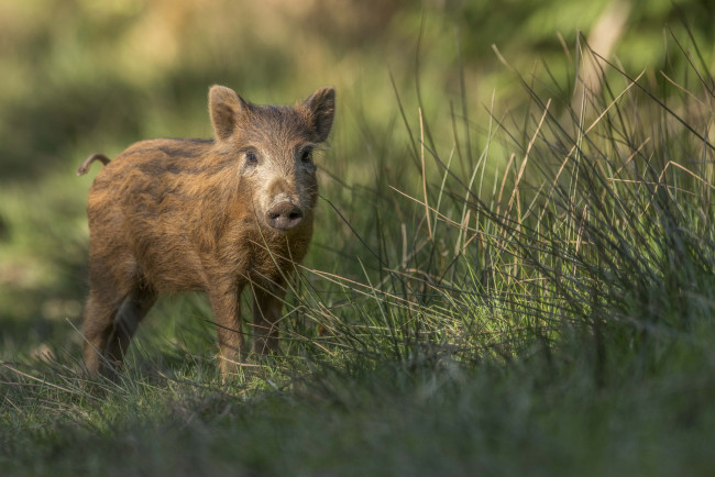 Обои картинки фото животные, свиньи,  кабаны, хрюша, трава, забавный