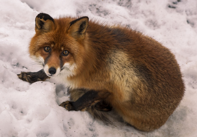 Обои картинки фото животные, лисы, снег