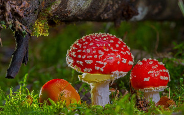 Картинка природа грибы +мухомор грибная семейка мухоморы
