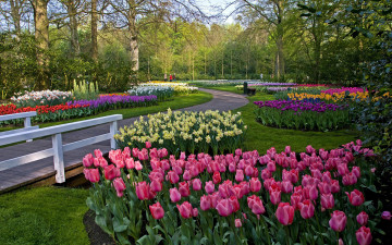 обоя природа, парк, весна, клумбы, тюльпаны