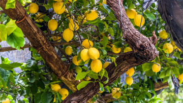 обоя природа, плоды, лимоны, цитрусы