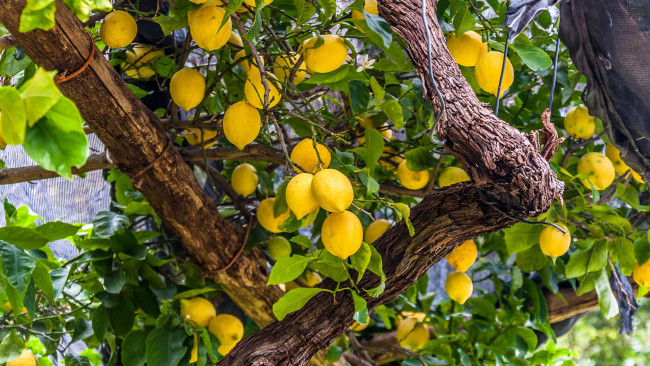 Обои картинки фото природа, плоды, лимоны, цитрусы