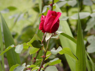 Картинка roza цветы розы