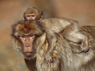 Картинка barbary macaques morocco животные обезьяны