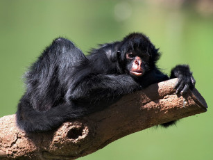 Картинка black faced spider monkey животные обезьяны