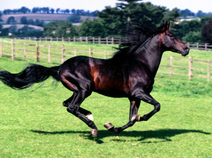 обоя full, stride, spanish, horse, животные, лошади