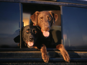 Картинка lab cab животные собаки