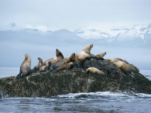 Картинка steller sea lions alaska животные тюлени морские львы котики