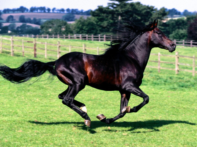Обои картинки фото full, stride, spanish, horse, животные, лошади