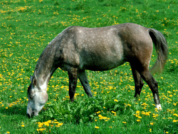Обои картинки фото grazing, in, the, green, grass, животные, лошади