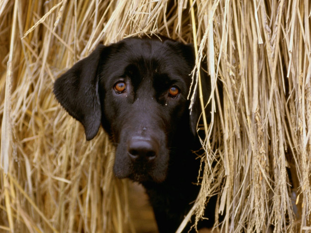 Обои картинки фото hiding, in, the, hay, животные, собаки