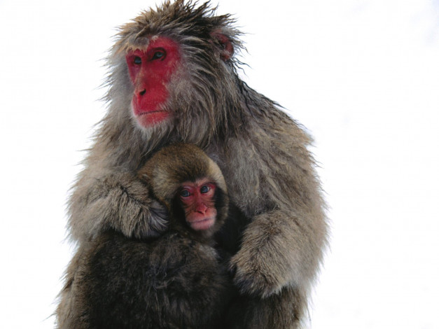 Обои картинки фото omfort, japanese, snow, monkeys, животные, обезьяны