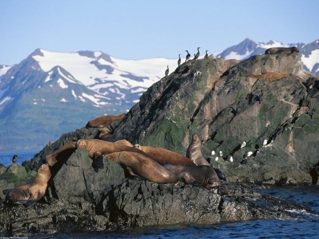 Обои картинки фото stellar, sea, lions, gulls, and, cormorants, alaska, животные, тюлени, морские, львы, котики