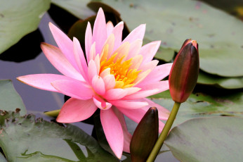Картинка цветы лилии водяные нимфеи кувшинки вода бутон розовый
