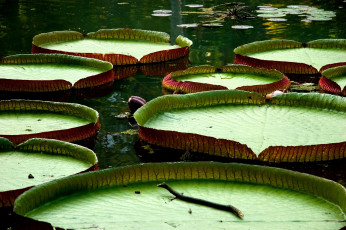 Картинка лотос природа листья вода зеленый огромный