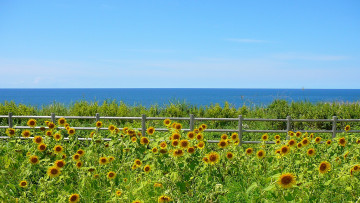 Картинка цветы подсолнухи море забор