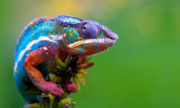 Картинка животные хамелеоны глаза разноцветный