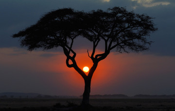 обоя природа, восходы, закаты, саванна, солнце, африка, вечер, дерево, закат, кения, пейзаж