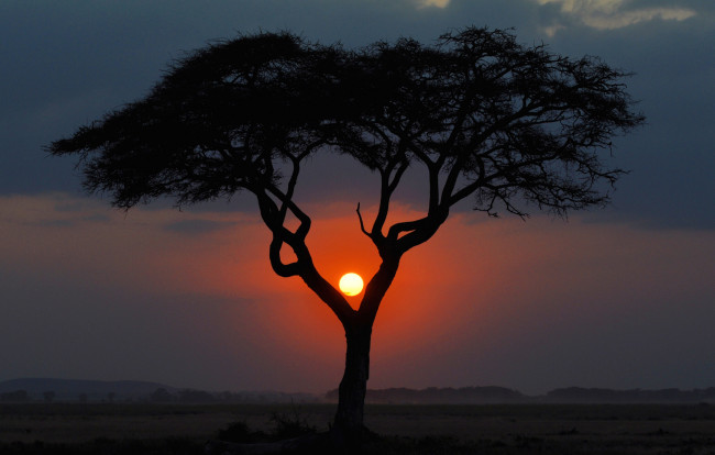 Обои картинки фото природа, восходы, закаты, саванна, солнце, африка, вечер, дерево, закат, кения, пейзаж