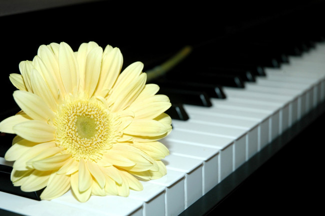 Обои картинки фото цветы, герберы, клавиши, пианино, желтый