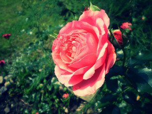 Картинка цветы розы бутоны куст роза