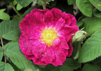 Картинка цветы шиповник бутон яркий розовый