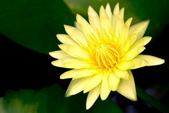 Картинка цветы лилии водяные нимфеи кувшинки лилия желтый