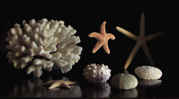 Картинка разное ракушки кораллы декоративные spa камни звезда морской ёж коралл