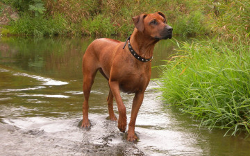 Картинка животные собаки вода трава ошейник