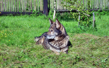 Картинка животные собаки заюор трава кусты