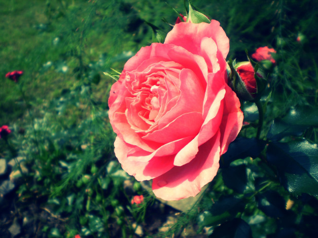 Обои картинки фото цветы, розы, бутоны, куст, роза