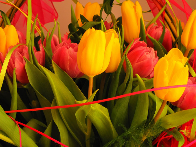 Обои картинки фото цветы, тюльпаны, желтый, розовый
