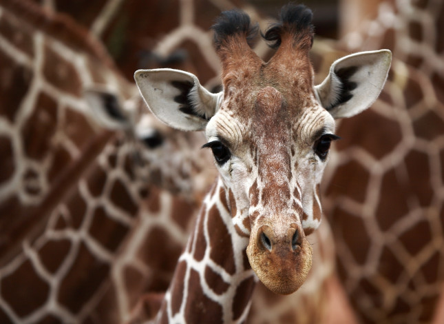Обои картинки фото животные, жирафы, мордочка, малыш, клетка