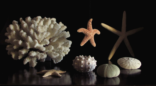 Обои картинки фото разное, ракушки, кораллы, декоративные, spa, камни, звезда, морской, ёж, коралл
