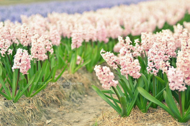 Обои картинки фото цветы, гиацинты, бледно-розовый