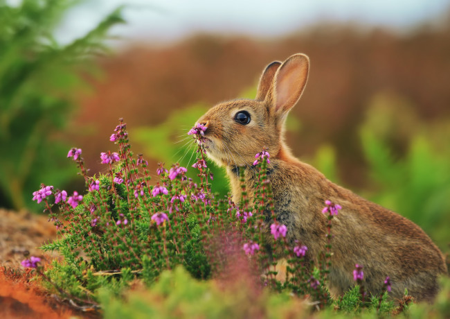 Обои картинки фото животные, кролики, зайцы, цветы