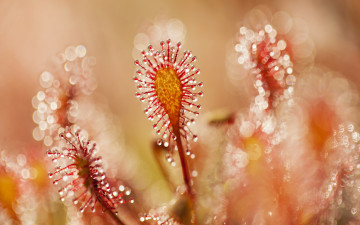 Картинка природа макро растение росянка круглолистная drosera rotundifolia блики боке