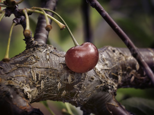 Картинка природа Ягоды вишня макро ветка