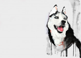 Картинка рисованное животные +собаки собака хаски рисунок акварель хаска язык